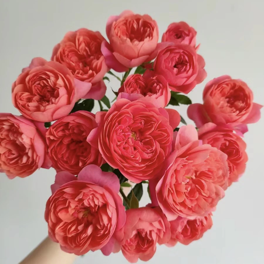 【彩虹阳台】1加仑盆多颗扦插四季开花盆栽花卉阳台庭院趣味修剪