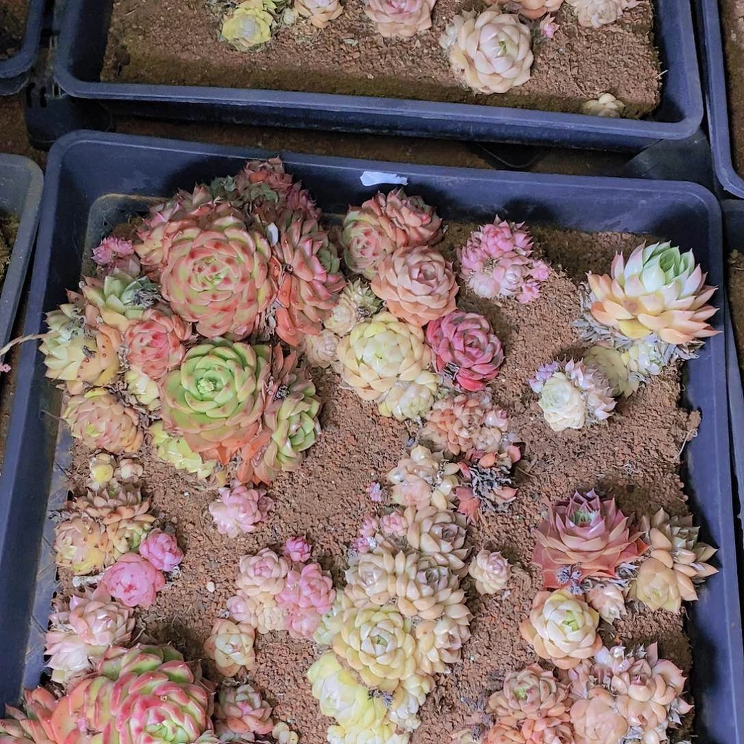 【闪购商品】云185