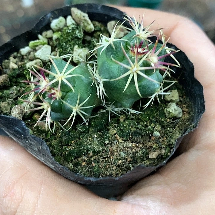 孤品实生双头大红鹰超级福利