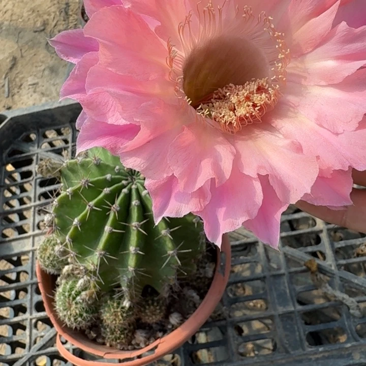 278彩草根掰花脱土发货斑