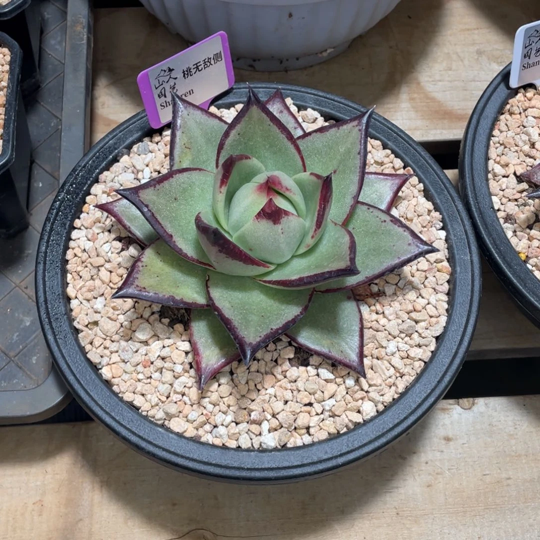 ༄***࿐多肉植物，山人园艺