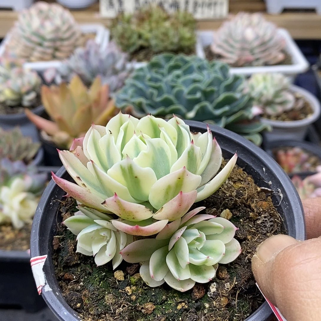 0489 海啸覆轮锦 3 头自然群