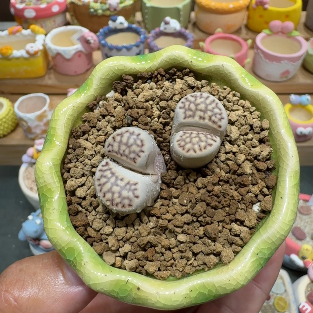 蘑菇1090寿丽饼干多肉植物