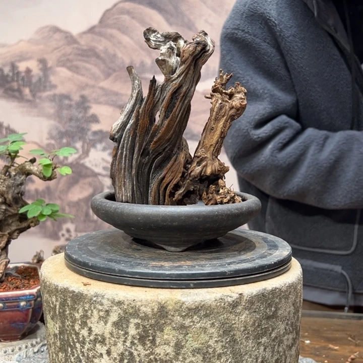 海***沙无花朵金丝红木羊蹄甲