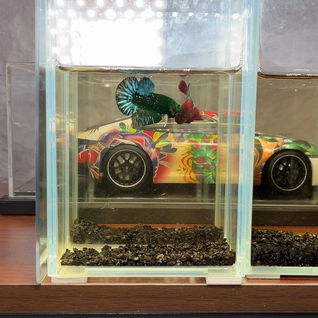 斗鱼绿魔将军公鱼