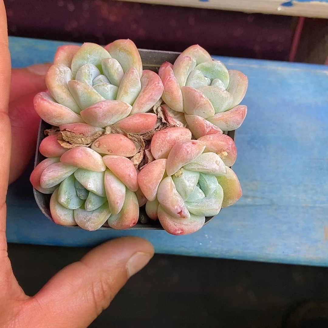 【闪购商品】磕****赞4头冰玉