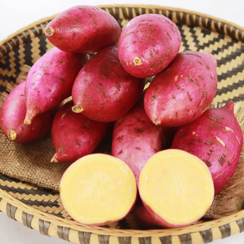太朴有机会新鲜紫薯红皮黄心薯地瓜自然农法种植软 糯 面 香 甜