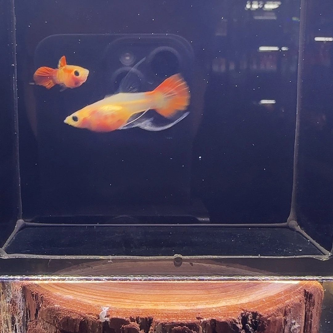 孔雀鱼银河短c带胎一组18