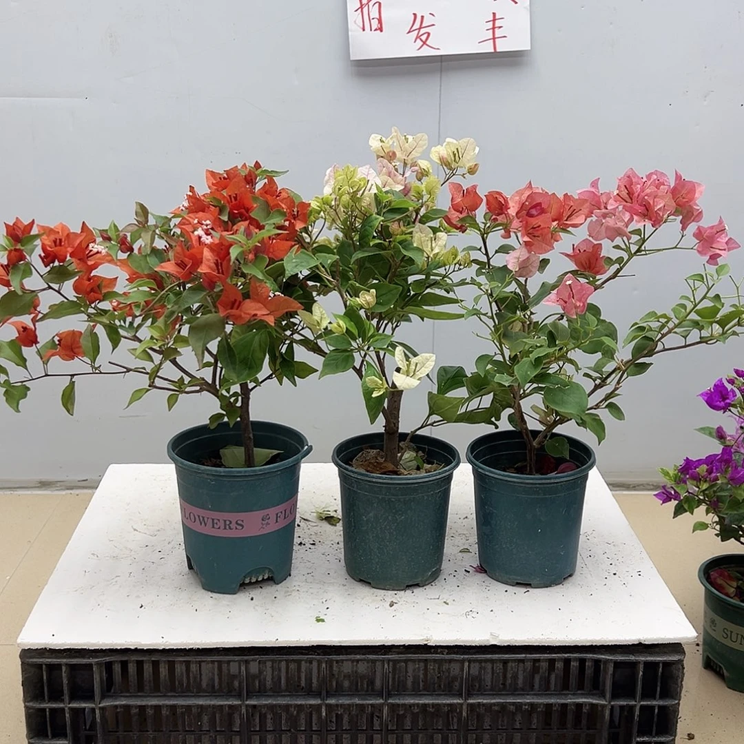 大部分花苞少量开放红桑巴，章红英，不甜西瓜组合