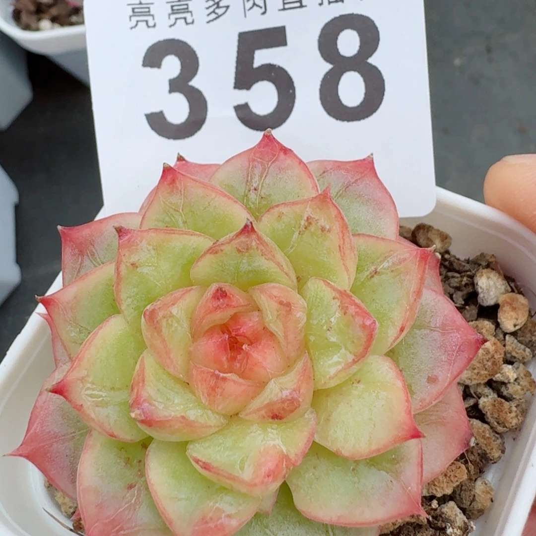 粉蜜珍妮            精美多肉植物