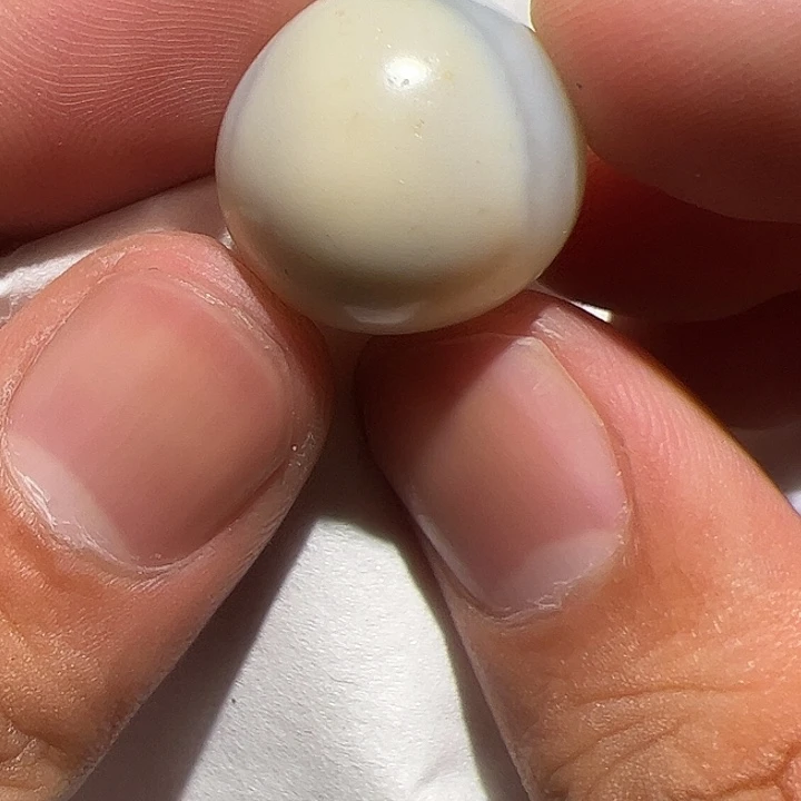 香榧木你是否也有