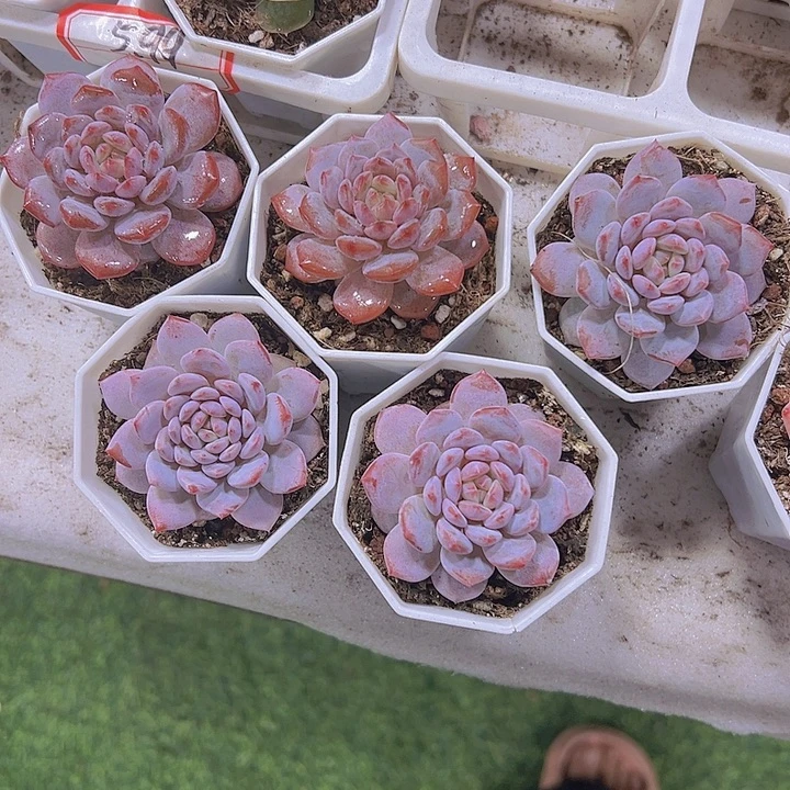 玉芙蓉19包邮多肉植物