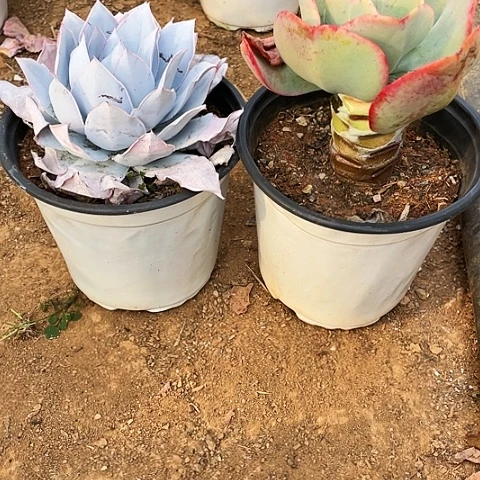 大**杨4 号包菜系列 2棵