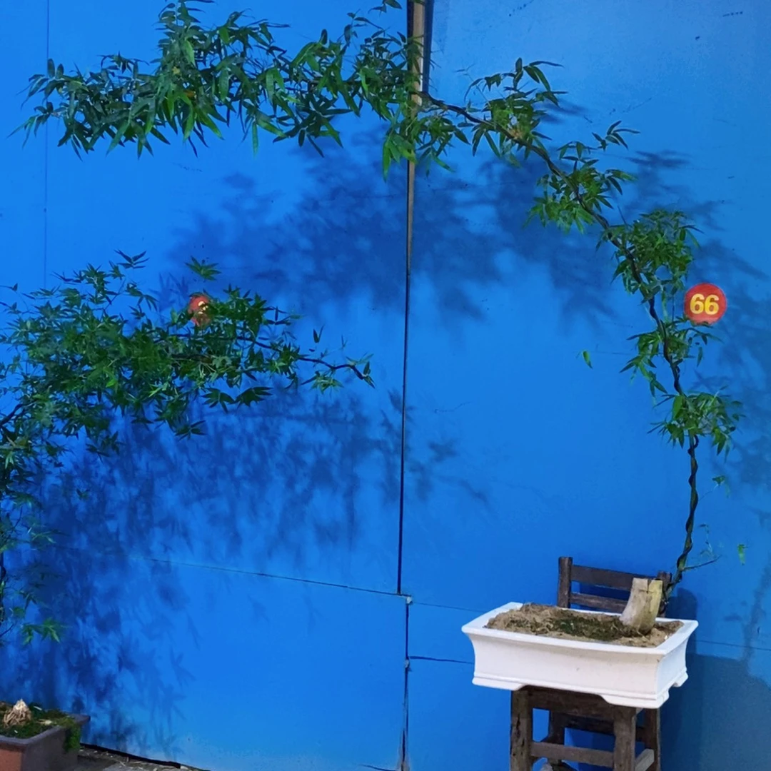 无花朵小叶簕竹一物一拍