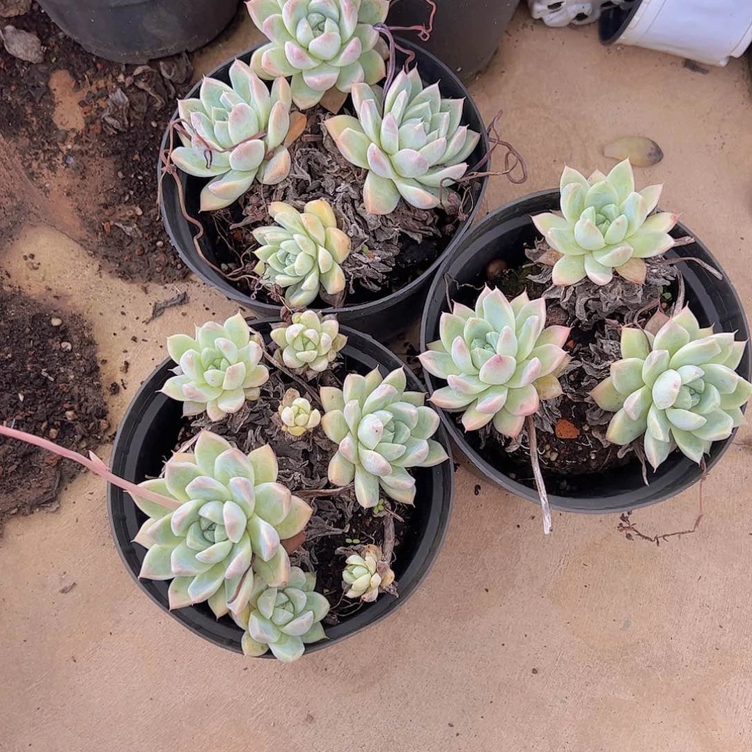 冰山美人多头精控三盆