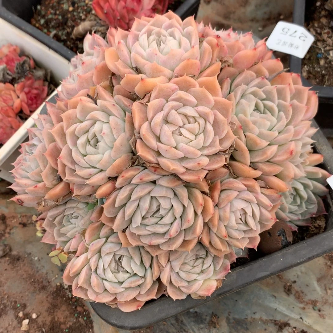 277新年快乐发发发