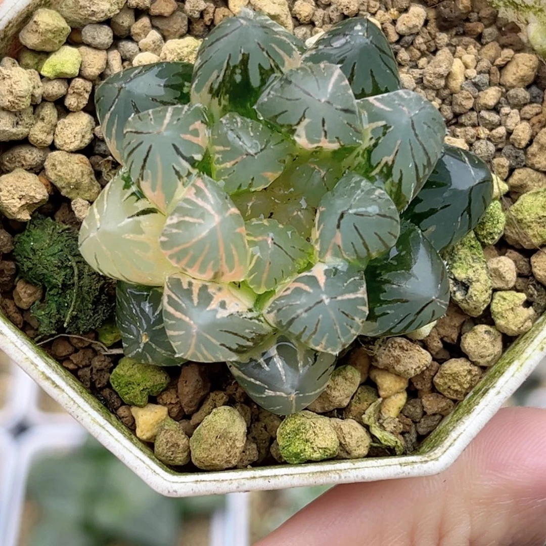 29龙爪玉露锦福利专场