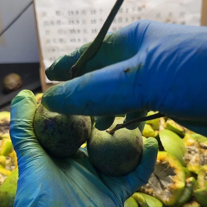 吊坠文玩核桃白狮子中小2颗