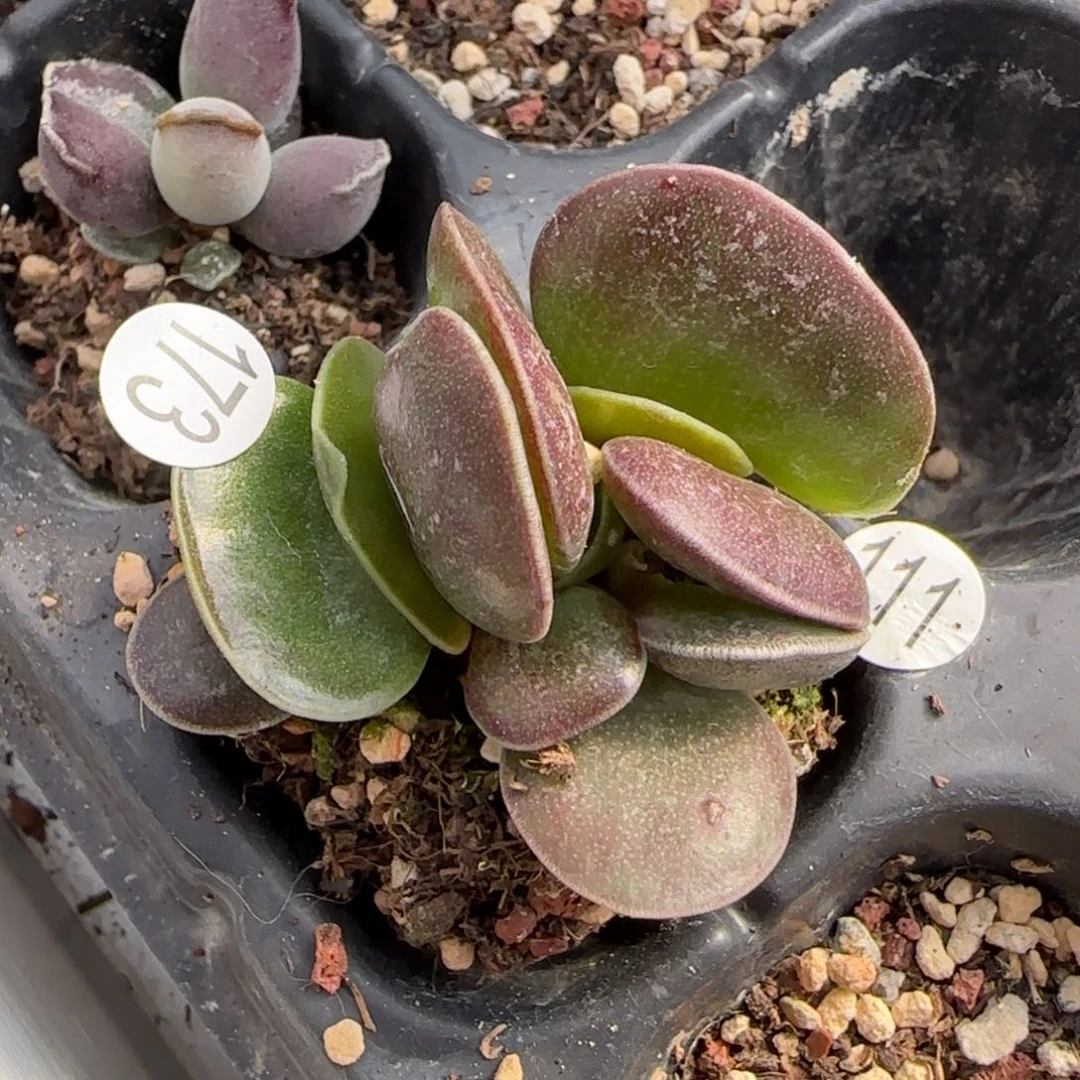 紫军配水泡多肉植物173