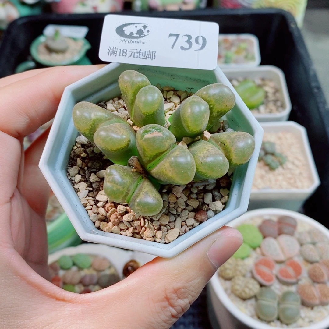生石花花花花花花739