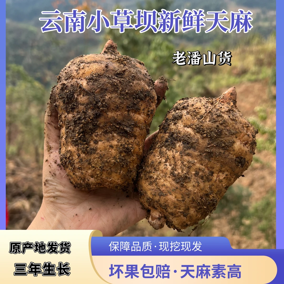 【山货新鲜天麻】云南昭通高山天麻小草坝天麻带土顺丰产地直发煲汤