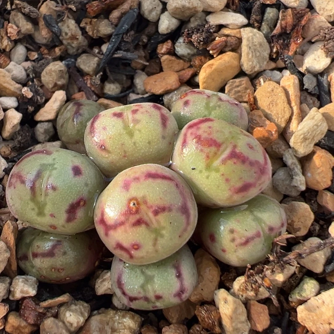 101多肉植物百科植物