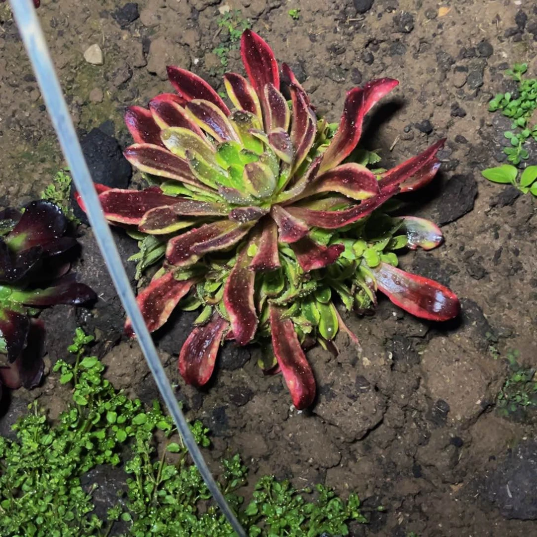 欧经理多肉植物捧花的