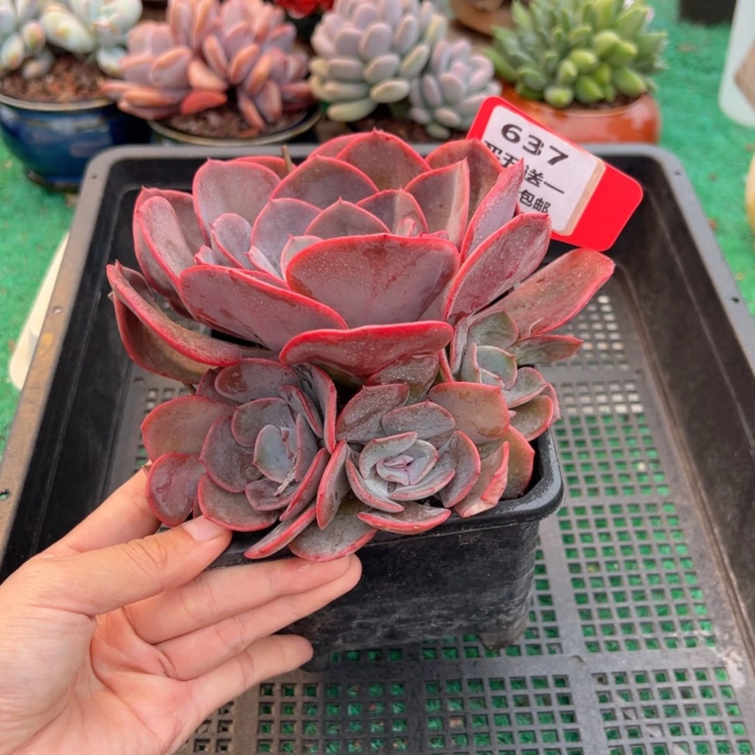 表妹精品多肉植物637.