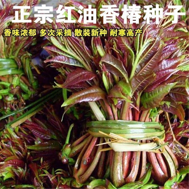 红油香椿种子抗旱耐寒香椿树种子春夏秋四季庭院蔬菜