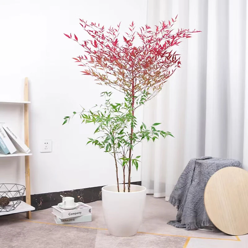 南天竹室内室外造景基地直发