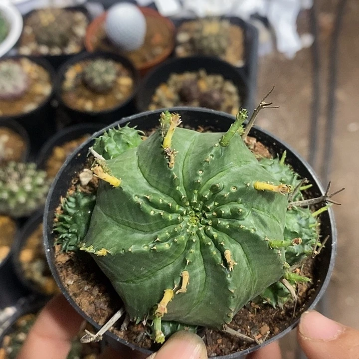 法利达杂仙人球专拍链接