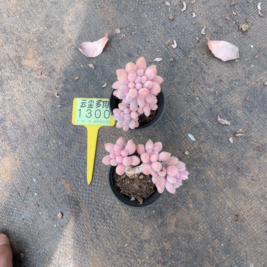 云尘多肉一物一拍1300，