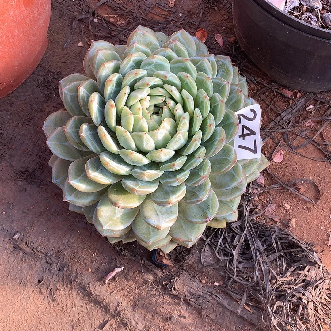 247 一物一拍多肉