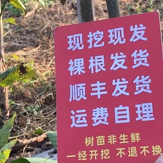 @***！吊坠文玩核桃白狮子