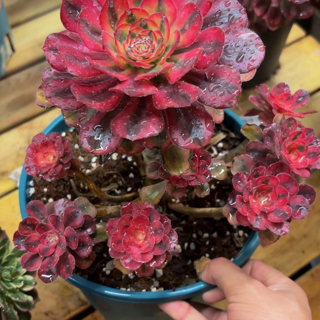 197多肉植物初恋