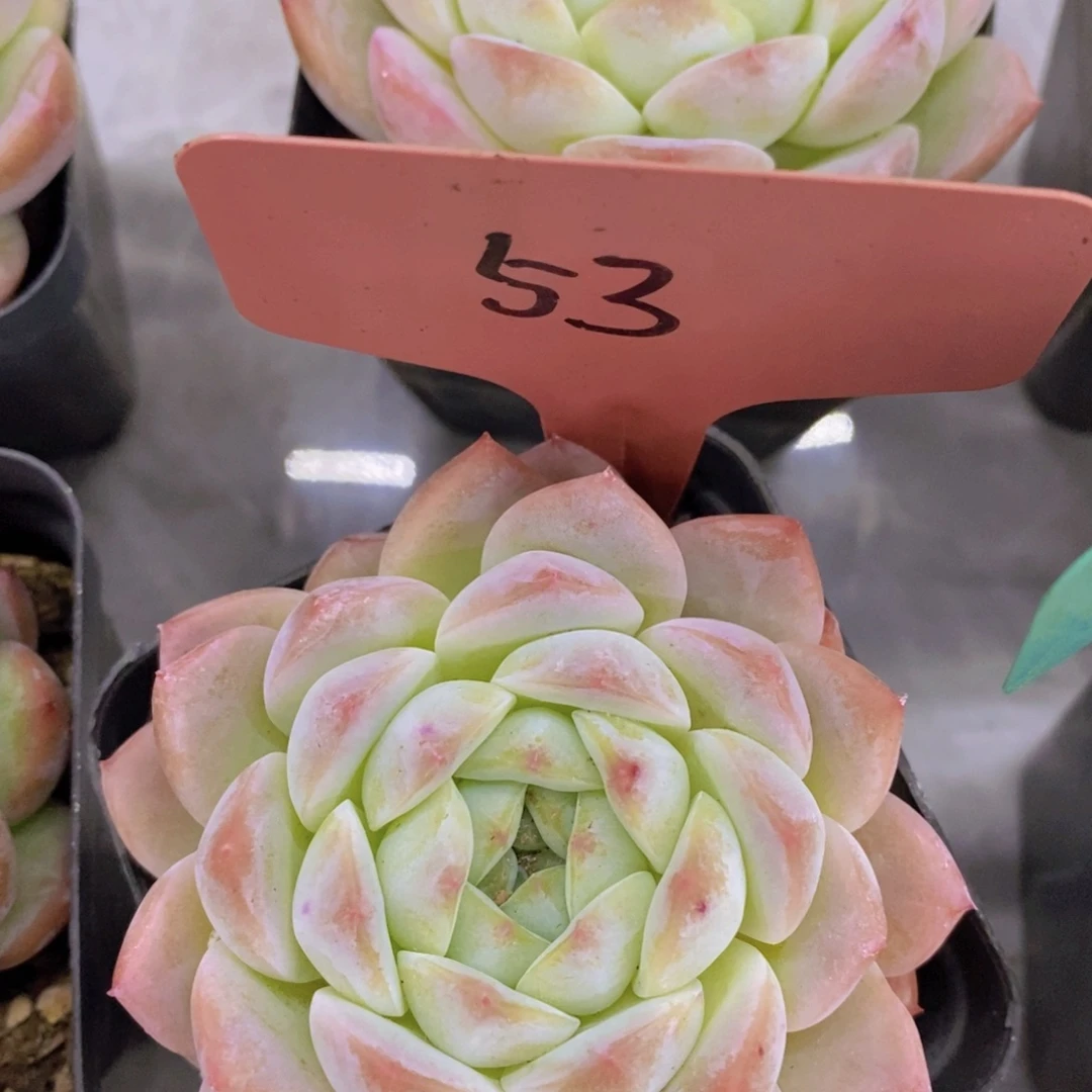 开心多肉，一物一拍