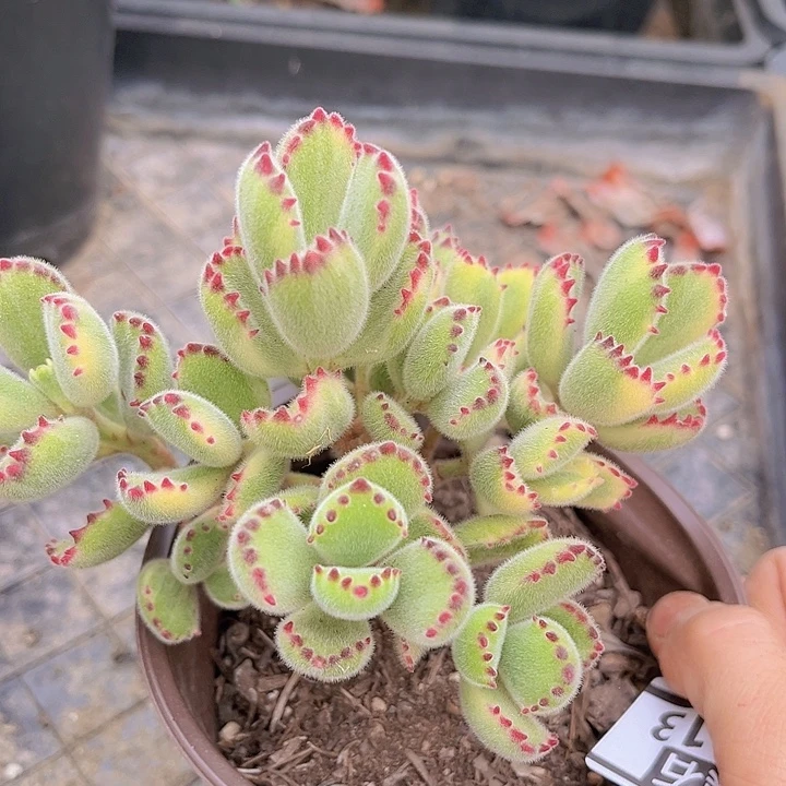 白熊23113多肉植物