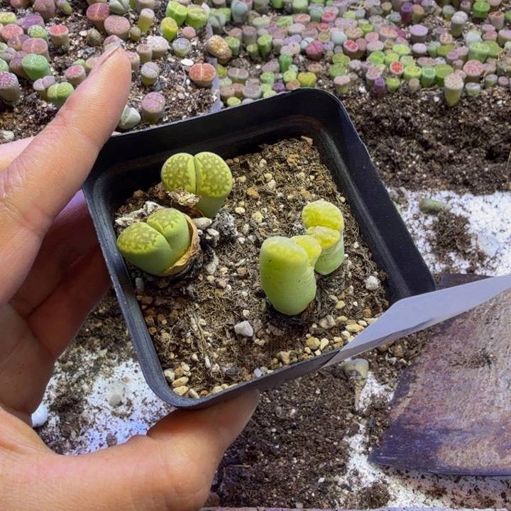 沐*紫多肉葡萄等经济12