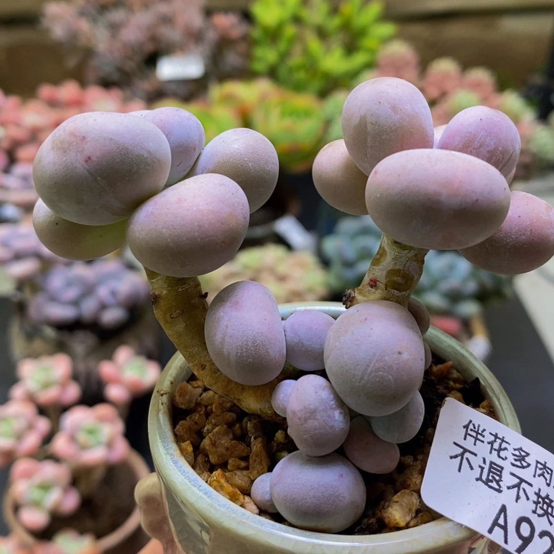 925芭比奶酪8cm多肉