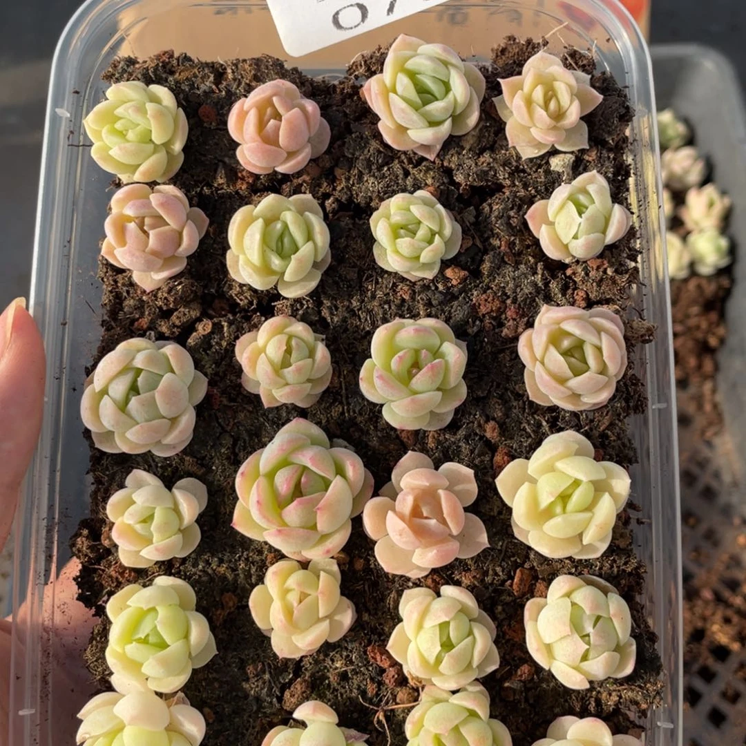 云糖心多肉植物79