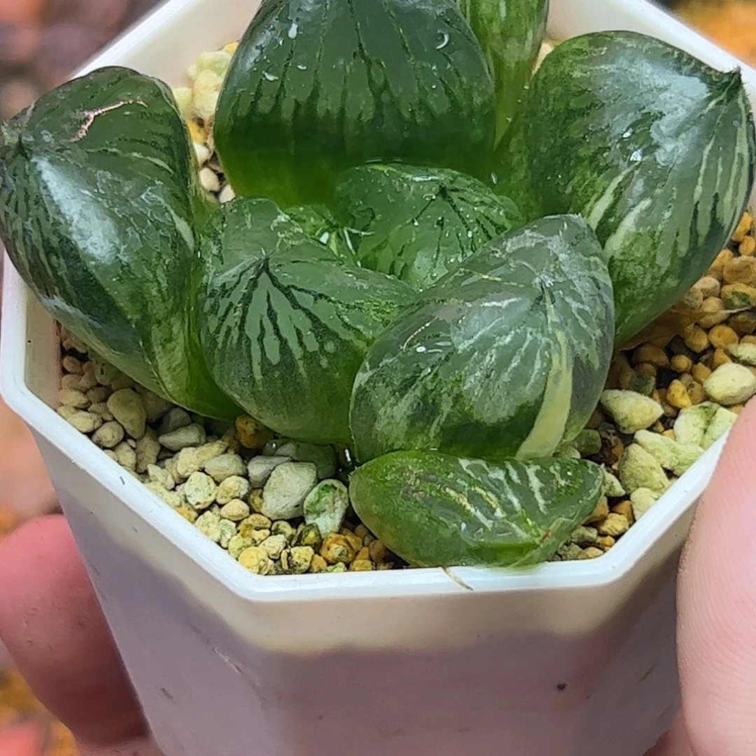 三鲜寿锦巨大化十二卷多肉植物满