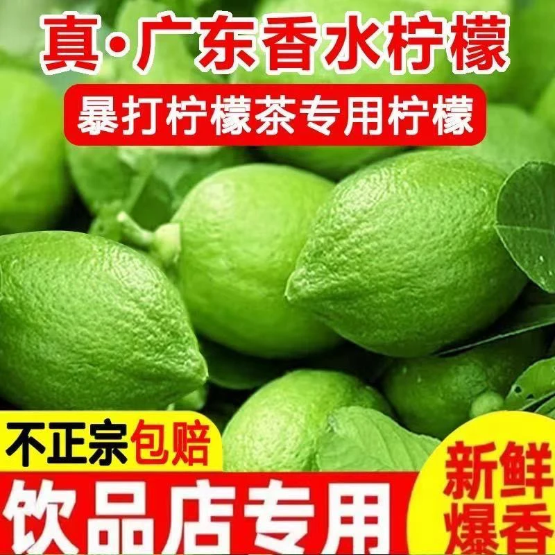 柠檬鲜果正宗广东香水柠檬新鲜酸爽果园直发奶茶店原材料