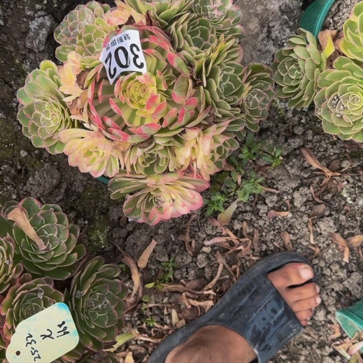 海燕花花25-32包邮花花