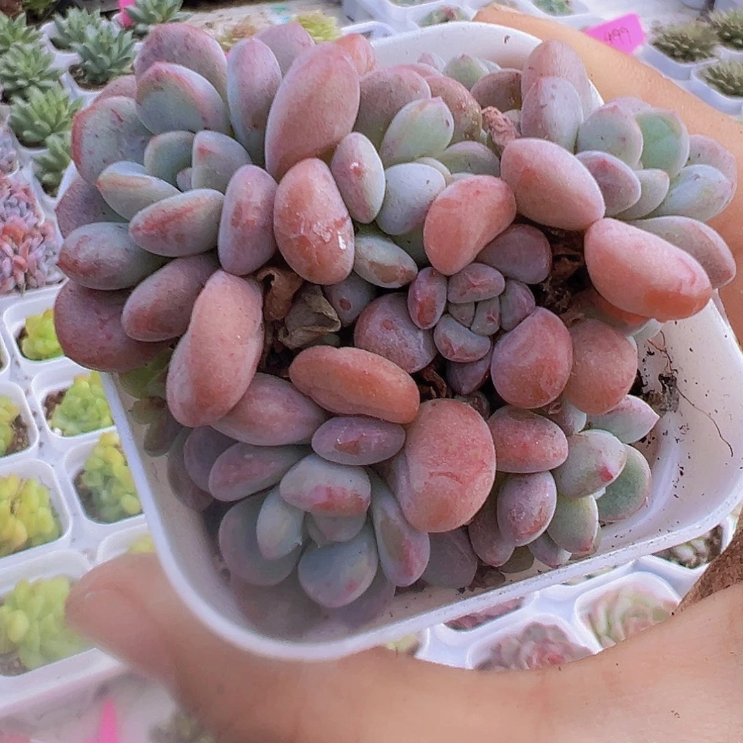 多头白鹿群19包邮多肉