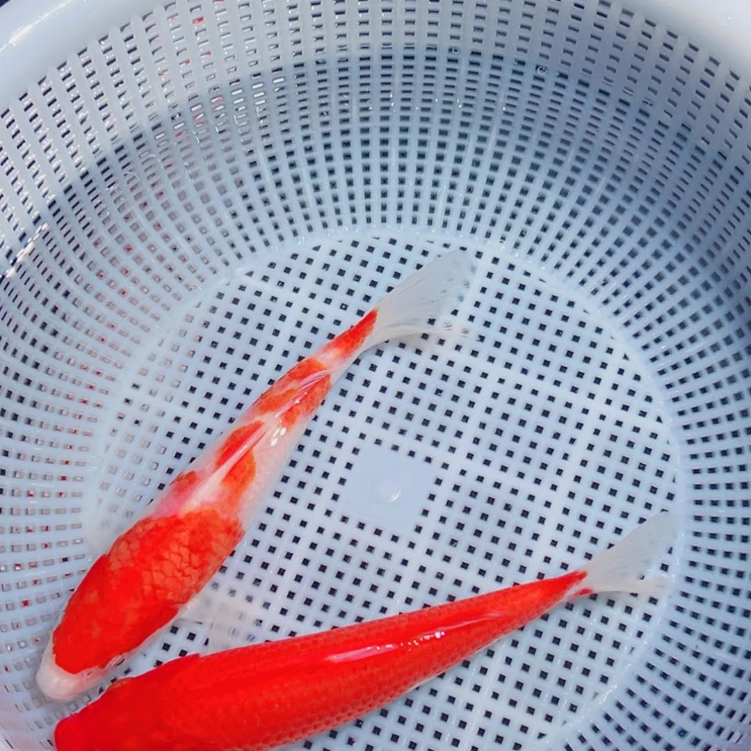 锦鲤锦鲤观赏鱼1111