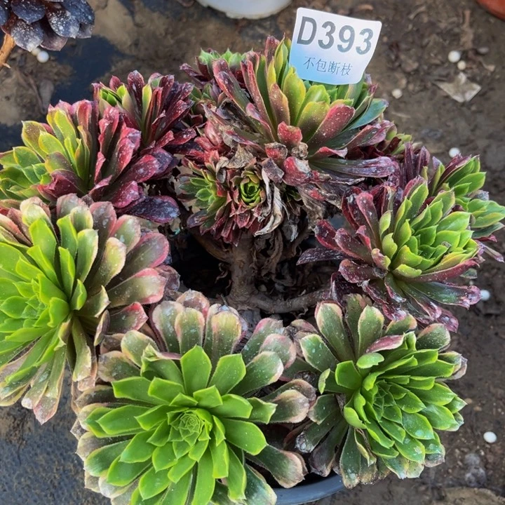 393朝霞多肉法师不包断枝