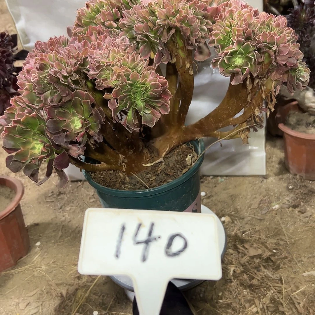 多肉植物香菲缀花140