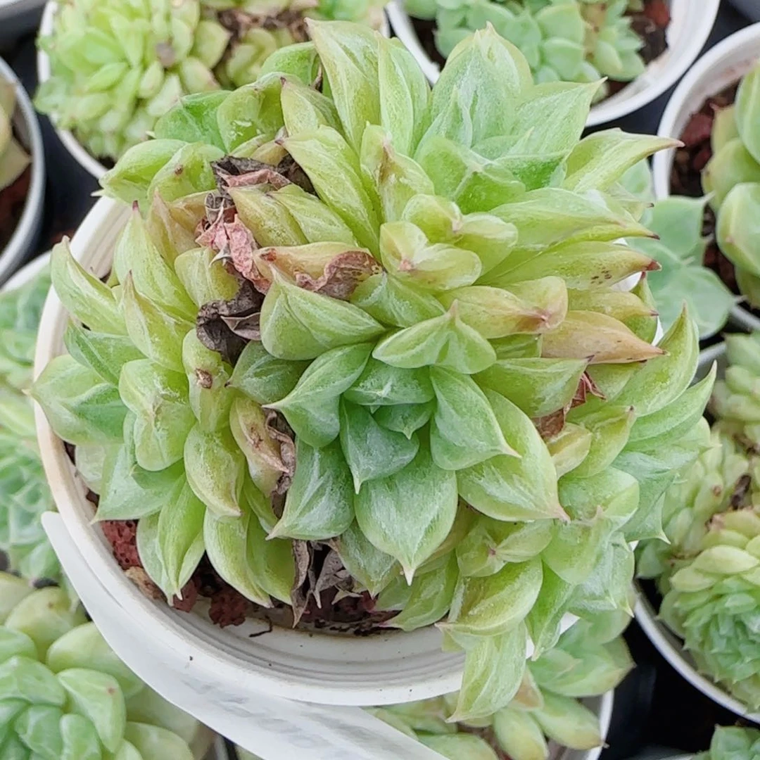 a***a花语逸镜0709-72散