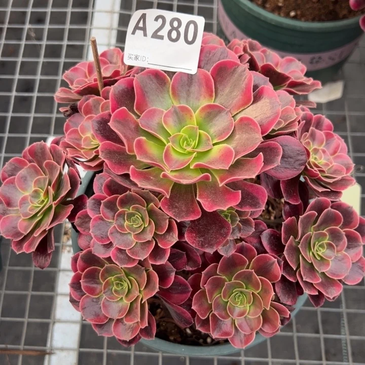 280凤冠20厘米左右
