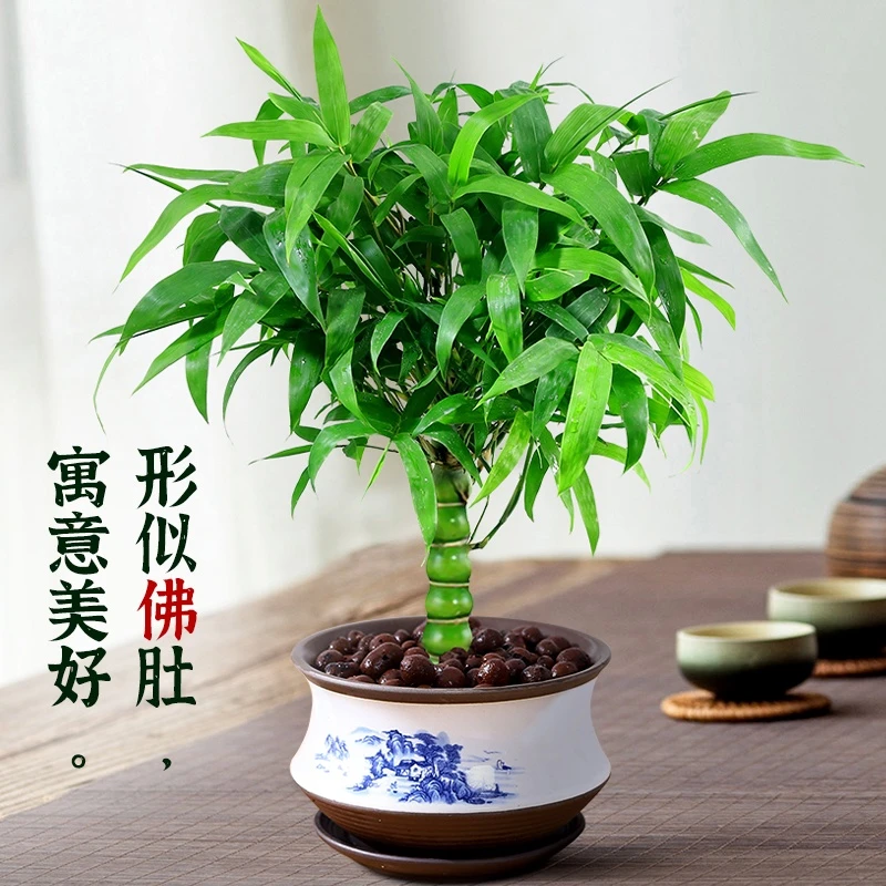 罗汉竹佛肚竹盆栽老桩四季常青植物客厅适合盆景竹子花卉绿植室内